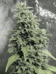 Flo 50 DK PS (29)