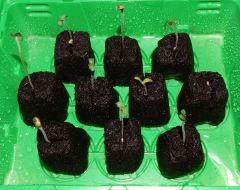 Paradise Seeds Opium (1)