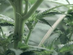 Dutch kush paradise seeds (11)