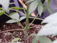 DutchKush  Paradise Seeds% (9)