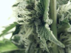 Flo25 Dutch Kush (30)