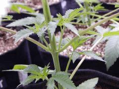 DutchKush  Paradise Seeds% (14)