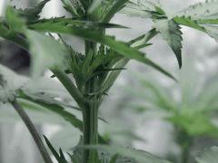 Dutch kush paradise seeds (13)