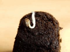 Paradise Seeds Dutch Kush (21)