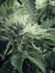 Dutch Kush Flo 19(14)