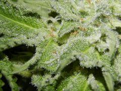 DK Paradise Seeds (31)