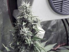 DK P Seeds (12)