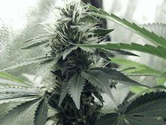 Flo25 Dutch Kush (31)
