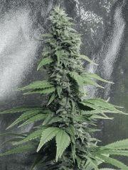 DK P Seeds (22)