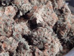 Harvest Dutch Kush Paradise Seeds (4)