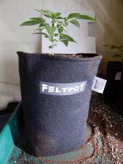 Dutch Kush  Paradise Seeds (12)