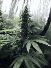 DK Paradise Seeds (4)