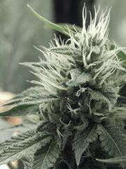 DK Paradise Seeds (18)