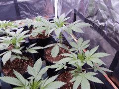 Dutch Kush  Paradise Seeds (4)