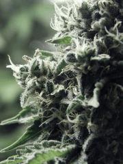 DK P Seeds (9)