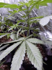 DutchKush (3)