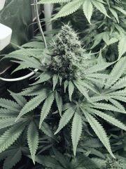 DK P Seeds (2)