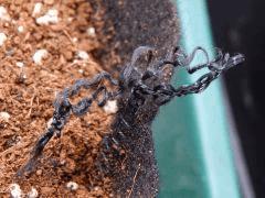 Dutch Kush Paradise Seeds  (19)