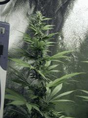Dutch Kush Flo 19(4)