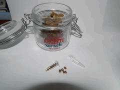 Paradise Seeds Dutch Kush (1)