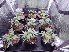 DutchKush Paradise Seeds (10)