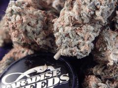 Harvest Dutch Kush Paradise Seeds (5)