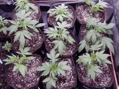 Dutch Kush  Paradise Seeds (22)