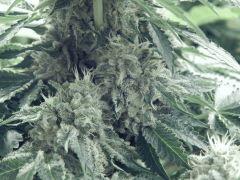 DK P Seeds (19)