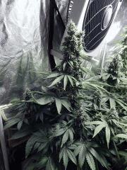 Flo 50 DK PS (2)