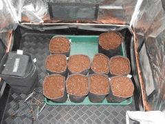 Dutch Kush Paradise Seeds  (3)