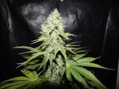 DK Paradise Seeds (25)