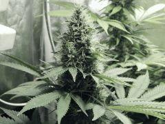 DK Paradise Seeds (5)