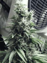DK PS (8)