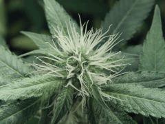 Dutch Kush Flo  13 (16)