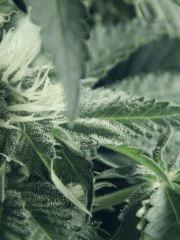 Dutch Kush Flo 19(16)