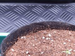 Dutch Kush Paradise Seeds  (13)