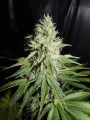DK Paradise Seeds (26)