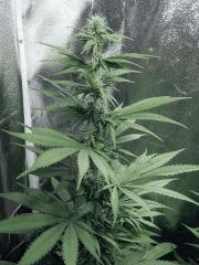 Dutch Kush Flo  13 (20)