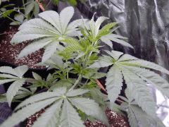 DutchKush  Paradise Seeds% (11)