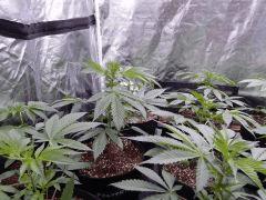 DutchKush  Paradise Seeds% (7)