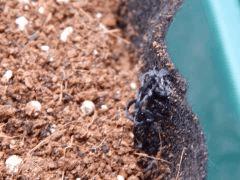 Dutch Kush Paradise Seeds  (18)