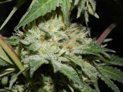 DK Paradise Seeds (37)