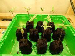 Dutch Kush Paradise Seeds  (1)