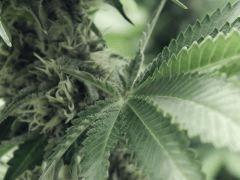 Flo25 Dutch Kush (13)