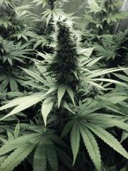 DK Paradise Seeds (3)