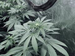 Dutch Kush PS Flo (4)