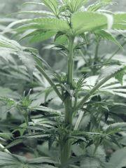 Dutch kush paradise seeds (6)