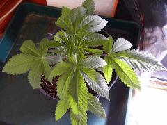 Dutch Kush  Paradise Seeds (20)