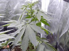 DutchKush (4)