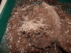 Feltpot (5)